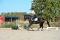**Large pony à vendre** À voir!