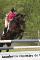 **Large pony à vendre** À voir!