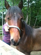 Demi-cheval de randonnée à vendre