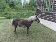 Une ponette de 13 ans et un mini de 3 ans 1/2