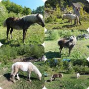 Une ponette de 13 ans et un mini de 3 ans 1/2