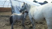 plusieurs poney 