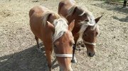 plusieurs poney 