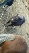 plusieurs poney 