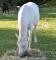 Je recherche un cheval de randonné