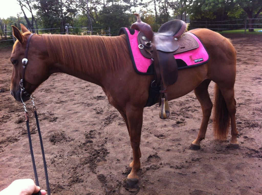 URGENT JUMENT QH ENR. DOIT PARTIR RAPIDEMENT