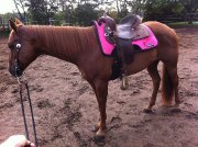 URGENT JUMENT QH ENR. DOIT PARTIR RAPIDEMENT