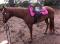 URGENT JUMENT QH ENR. DOIT PARTIR RAPIDEMENT