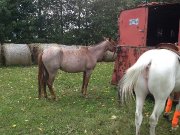 a vendre ou echanger pouliche 2 ans roan 