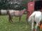 a vendre ou echanger pouliche 2 ans roan 