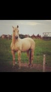Quarter Horse palomino a vendre 2000$