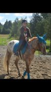 Appaloosa enregistré à vendre 1300$