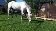 jument appaloosa 1000$