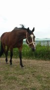 Prospect chasseur/trec/horseball/rando/ enr...