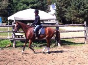 Chevaux a Vendre ou Echanger