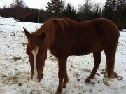 Chevaux a Vendre ou Echanger
