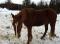 Chevaux a Vendre ou Echanger