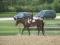 Chevaux a Vendre ou Echanger