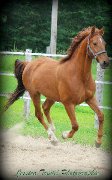 Chevaux a Vendre ou Echanger