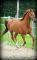 Chevaux a Vendre ou Echanger