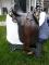 Selle Australienne