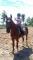 Cours d'équitation - entrainement - compétitions