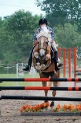 Cours d'équitation - entrainement - compétitions