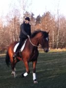 cheval 17 mains à Sherbrooke à partager