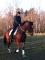 cheval 17 mains à Sherbrooke à partager