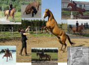 Beau Quarter-Horse de 13 ans offert en...