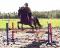 Cours d'équitation éthologique et classique