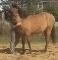 poulain 2 ans