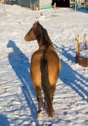 étalon en services centre du Québec qh dun enr