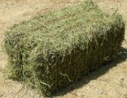 Foin a chevaux