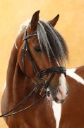 DP Poney de sport
