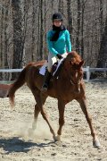 Hongre Trakehner, 12 ans, Dressage, Obstacle