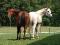 cours d'équitation