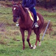 Jument chasseur sauteur 2500$ nego!!