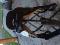 Selle rawide