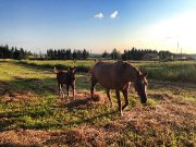 Jument de reining 11 ans à vendre