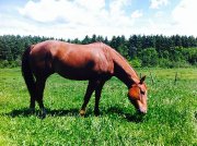 GREAT HICKORY WHIZ Jument Quarter Horse enr. 2007