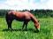 GREAT HICKORY WHIZ Jument Quarter Horse enr. 2007