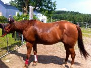 GREAT HICKORY WHIZ Jument Quarter Horse enr. 2007
