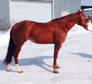 GREAT HICKORY WHIZ Jument Quarter Horse enr. 2007