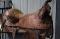 Selle Western