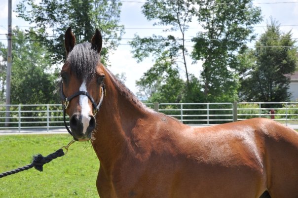 Demi-Pension Large Pony