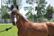 Demi-Pension Large Pony