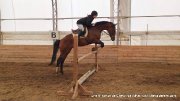 Thoroughbred de 7 ans très flashy !! URGENT