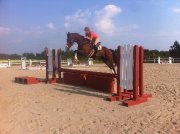 Thoroughbred de 7 ans très flashy !! URGENT