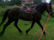 Beau jeune canadien noir à vendre!